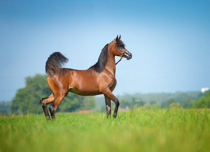 Klikowa Arabians - Sala Balowa – miniatura 14