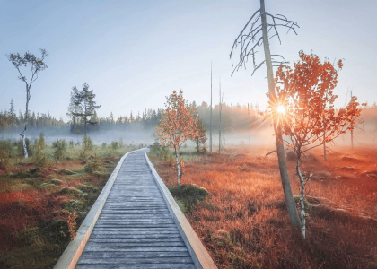 Laba - Lasówka – miniatura 17