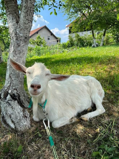 Kotowo 5 - Agroturystyka – miniatura 18