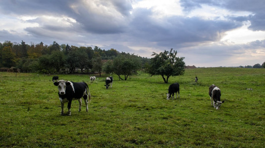 Glendoria – miniatura 20