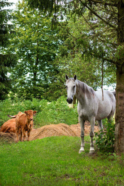 Agro-Pustelnik – miniatura 23