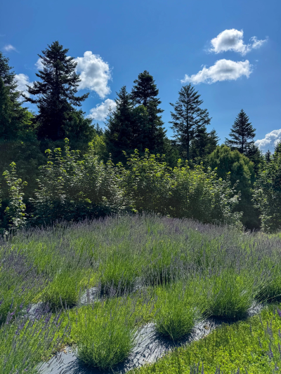 Hebanowe – miniatura 23