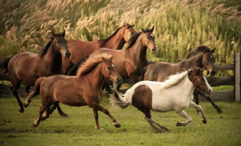 Rancho Colorado – miniatura 19